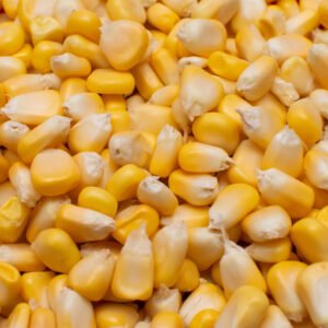 A close up shot of sweet corn for a background