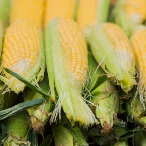 Corn cob between green leaves. Fresh sweet corn in the farmers market. Closeup of sweet boiled corn in market