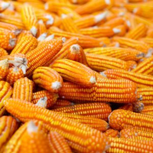 Dried corn background.